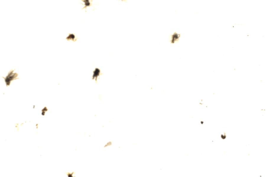 Image 188